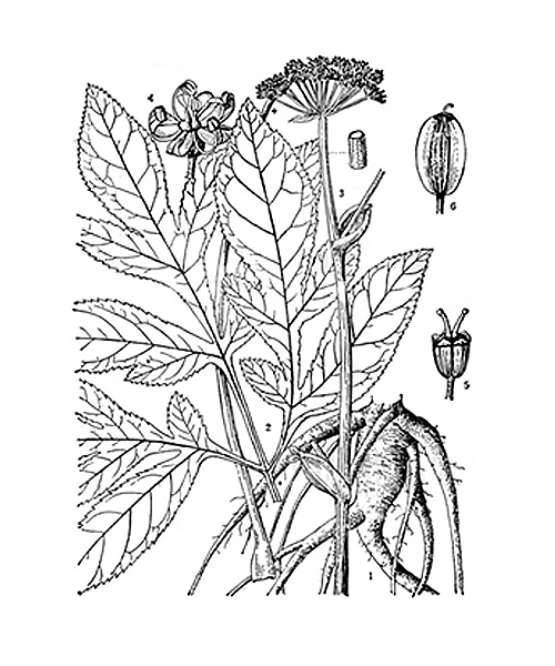 Natural compounds from  Angelica decursiva